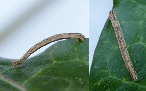 Idaea seriata